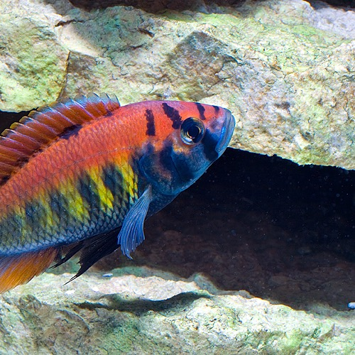Makobe Island cichlid