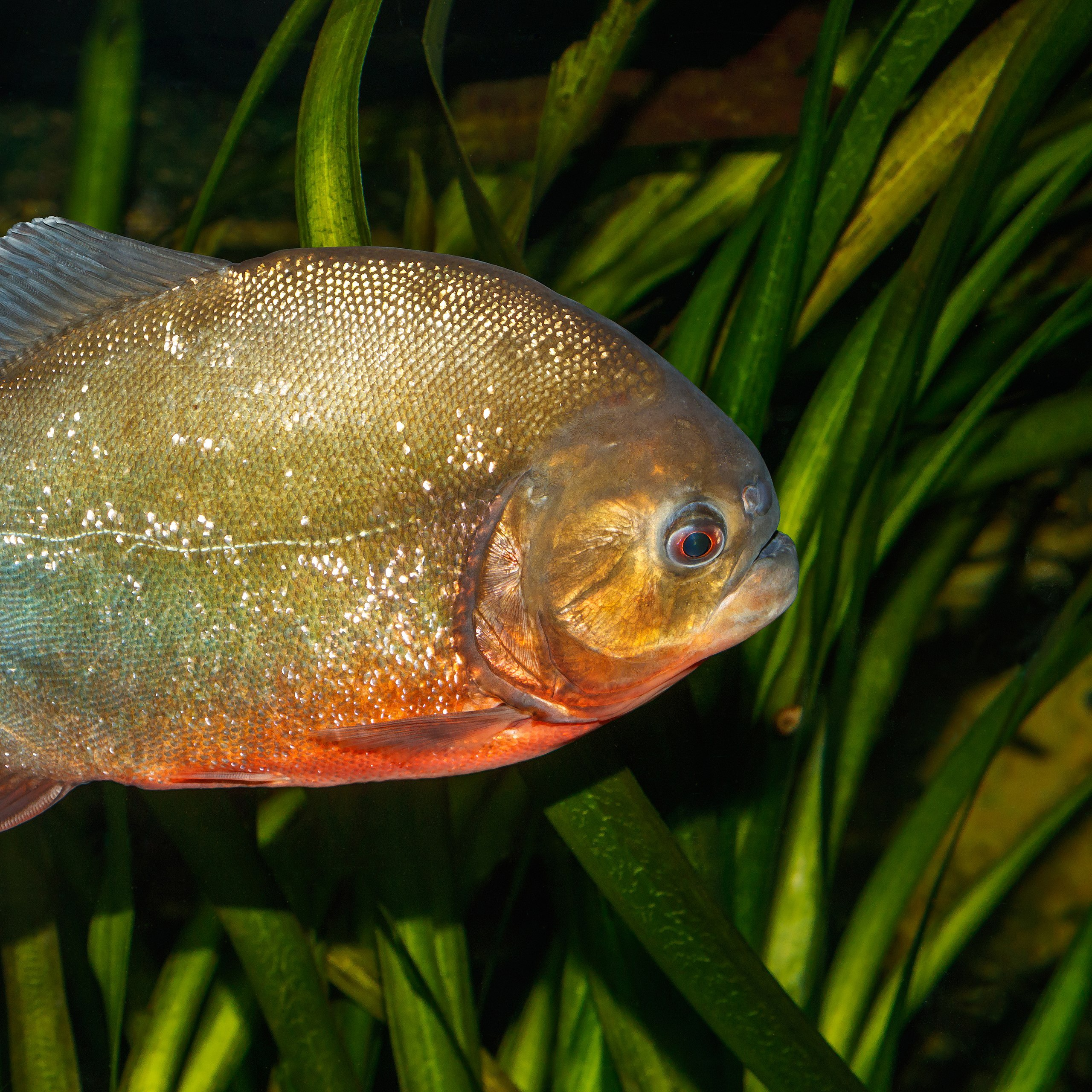 Red-bellied piranha