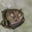 Greater horseshoe bat