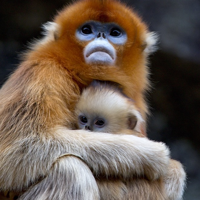 Golden snub-nosed monkey