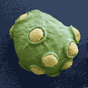 S. cerevisiae