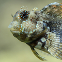 Jewelled blenny