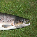 Atlantic salmon