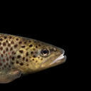 Brown trout