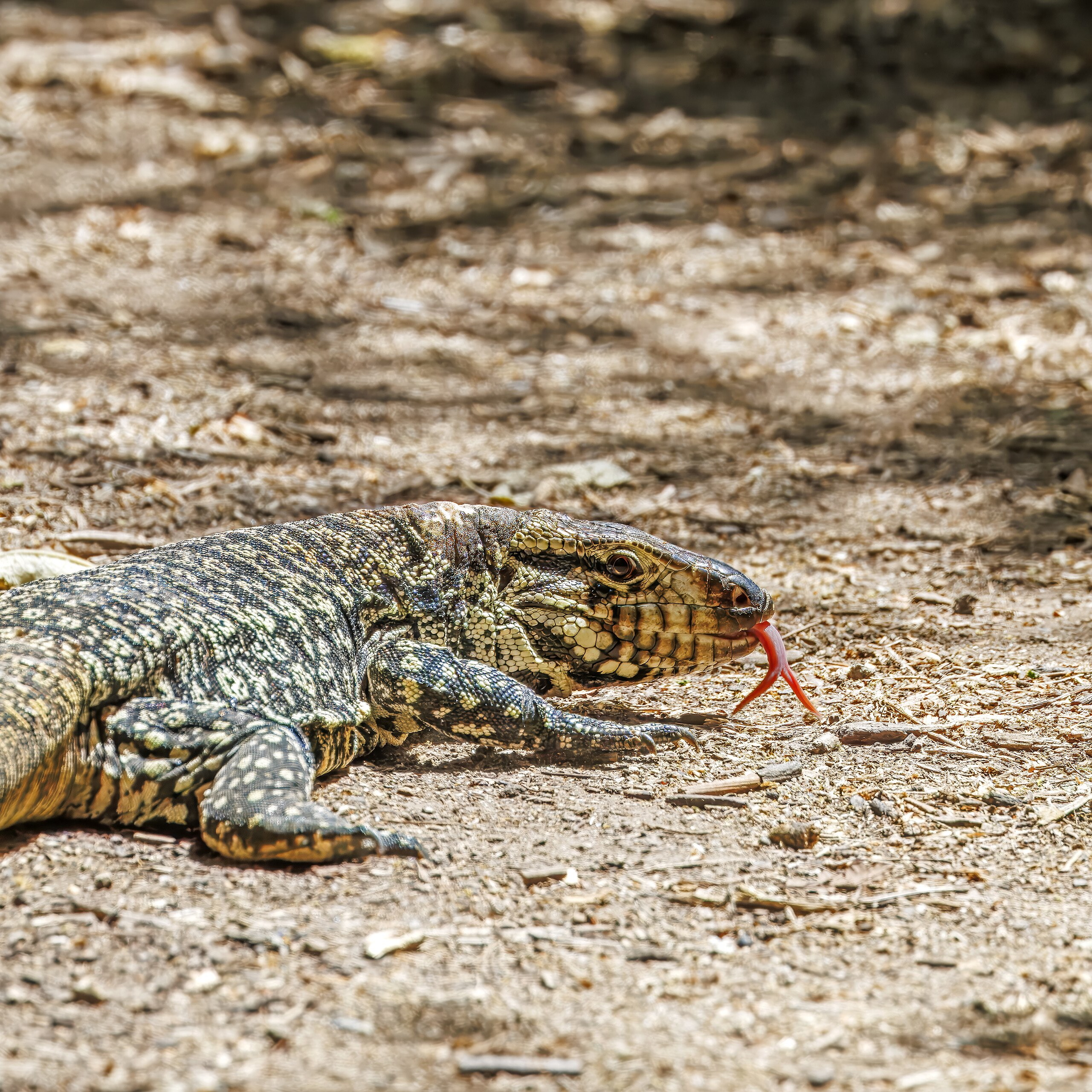 Argentine black and white tegu