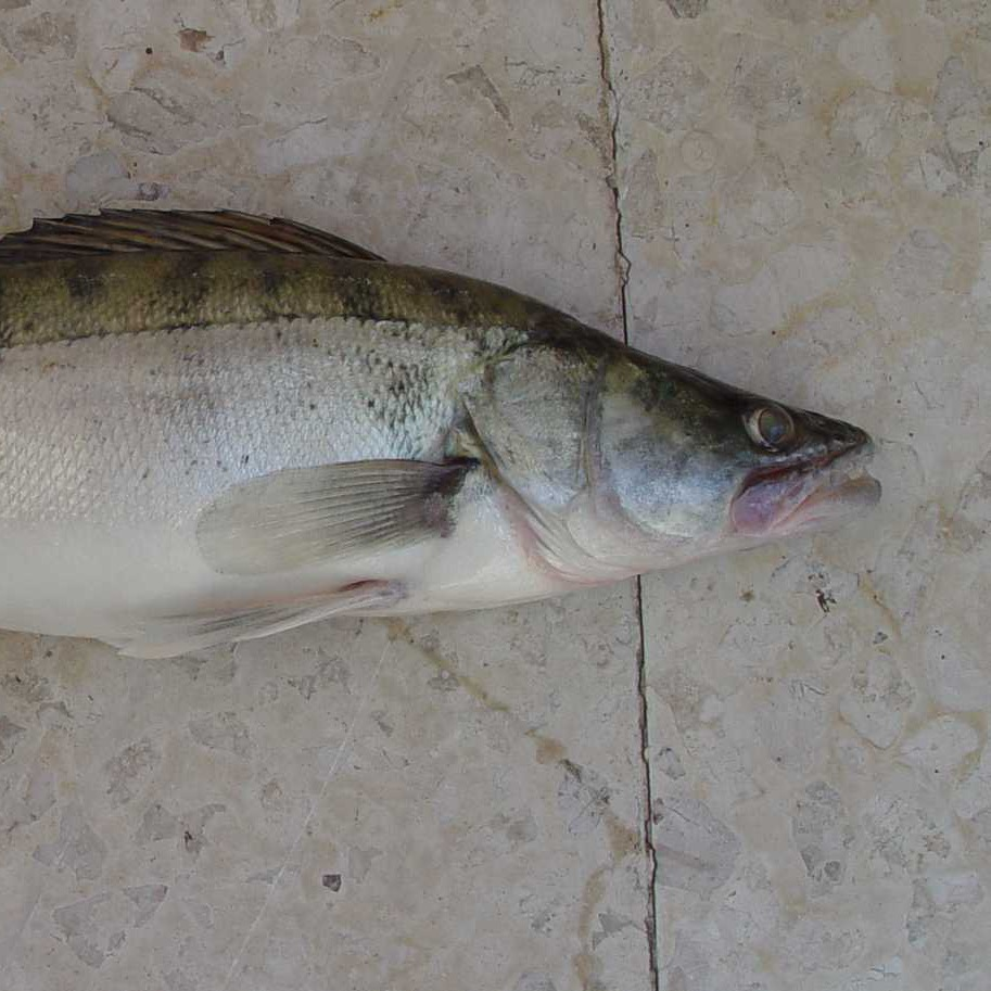 Pike-perch
