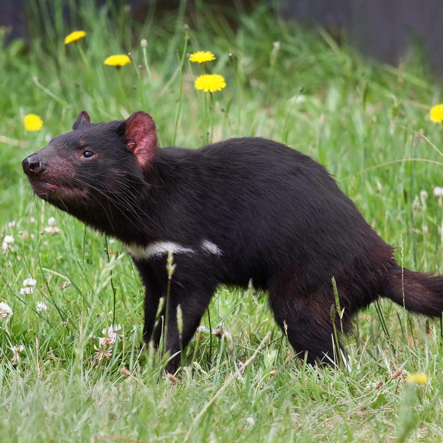 Tasmanian devil