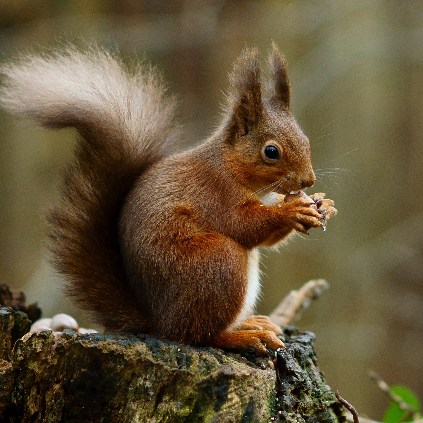 Eurasian red squirrel