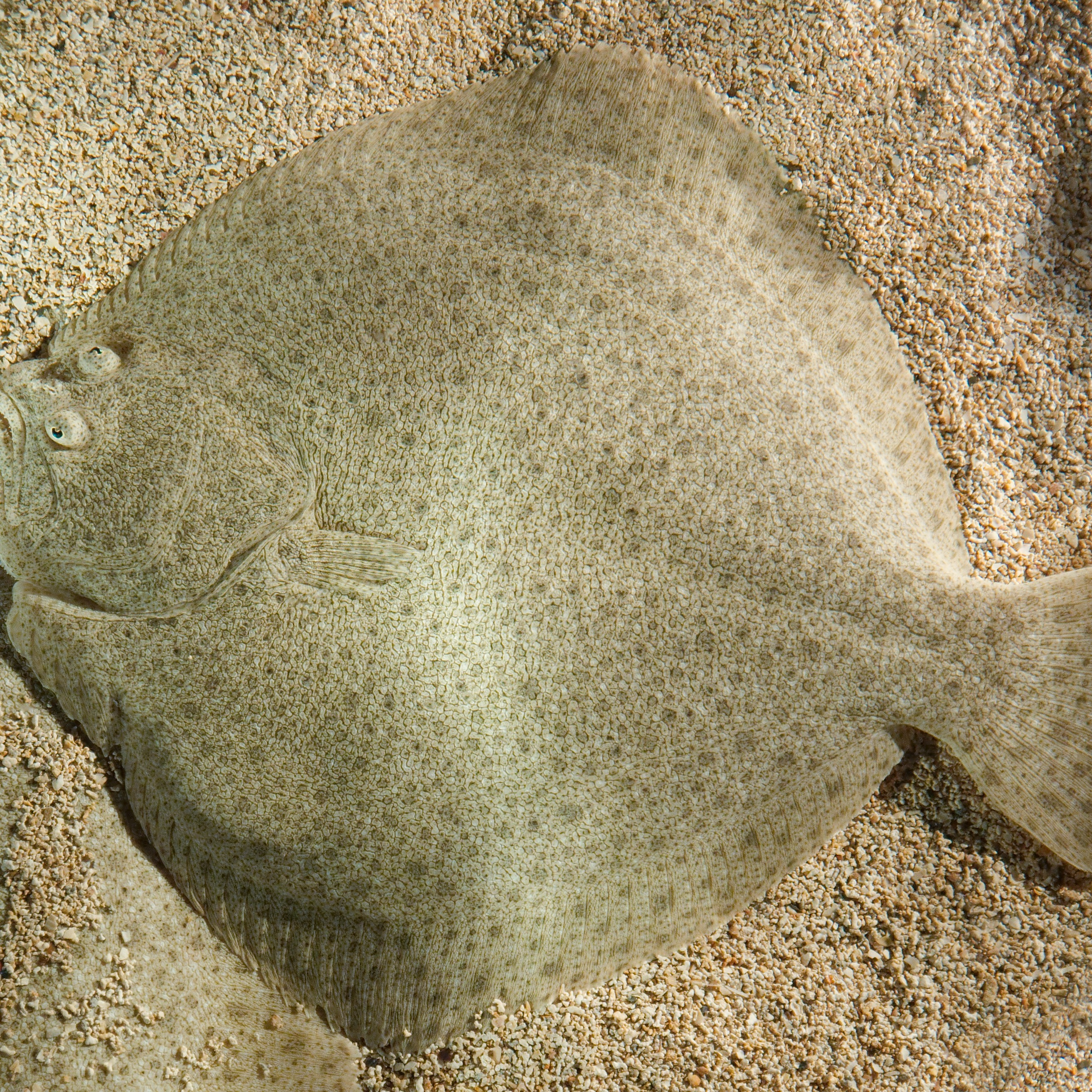 Turbot