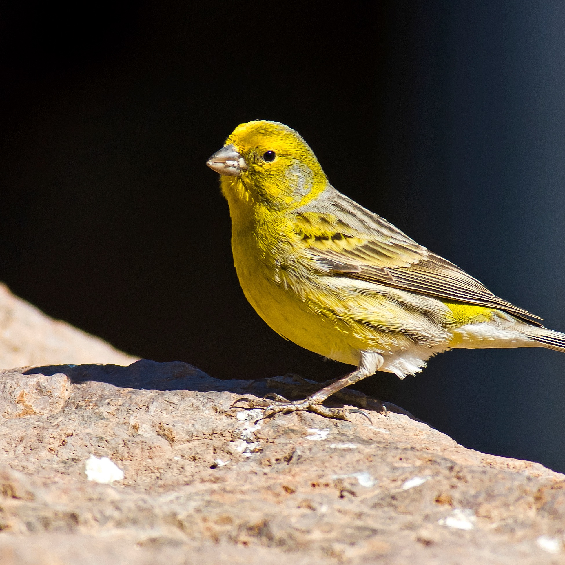 Common canary