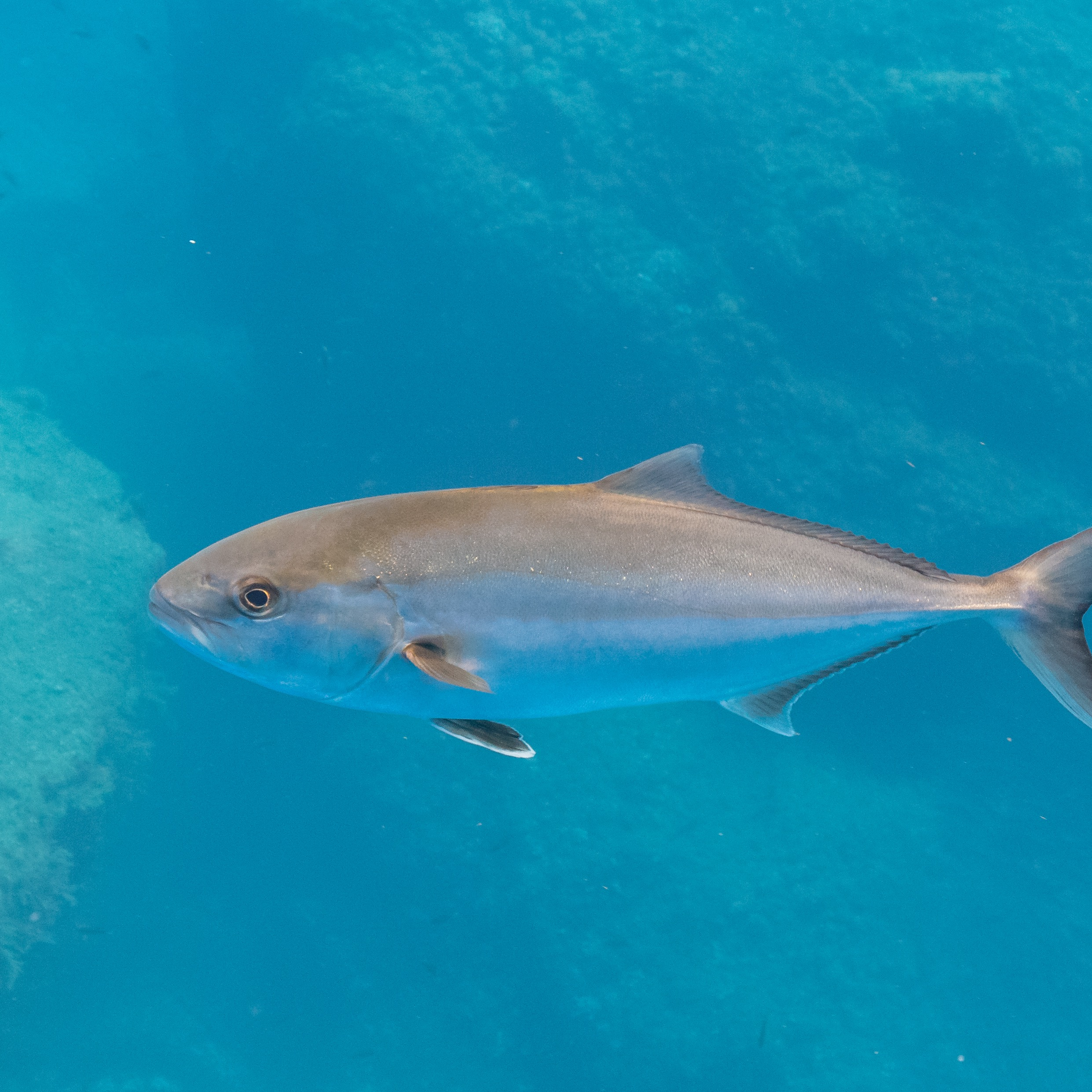 Greater amberjack