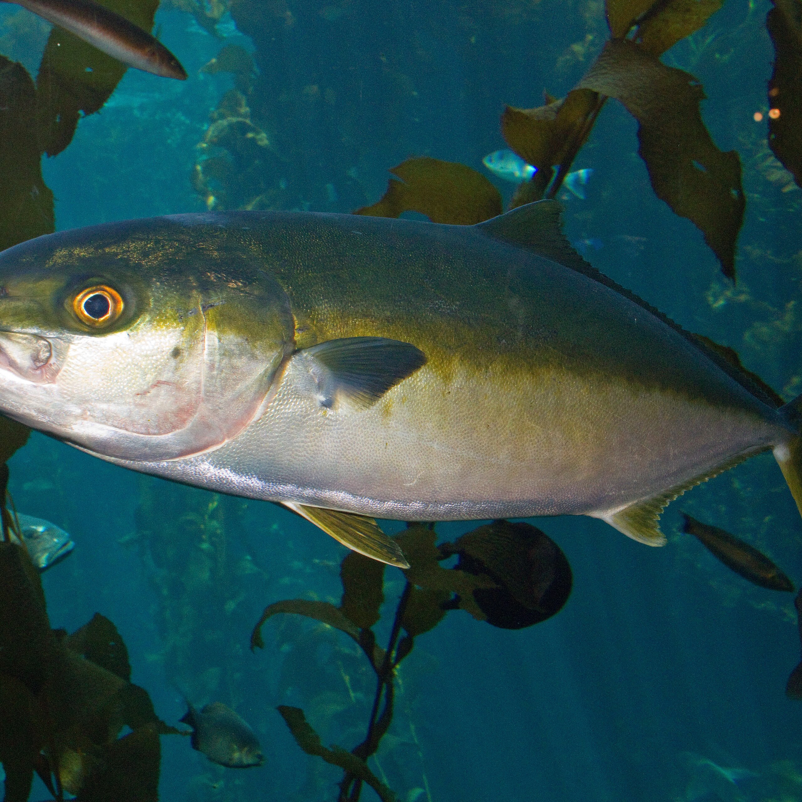 Yellowtail amberjack