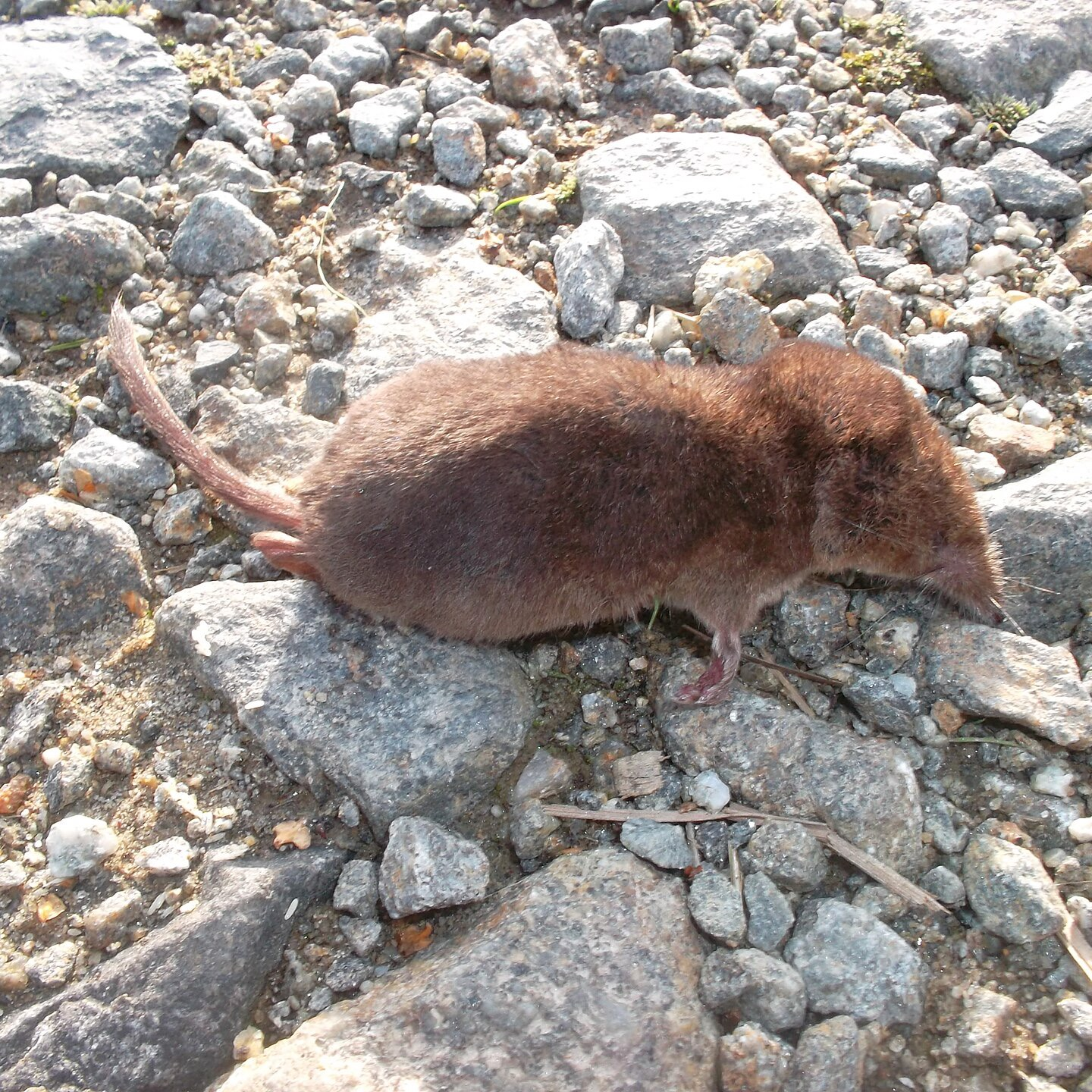 Shrew
