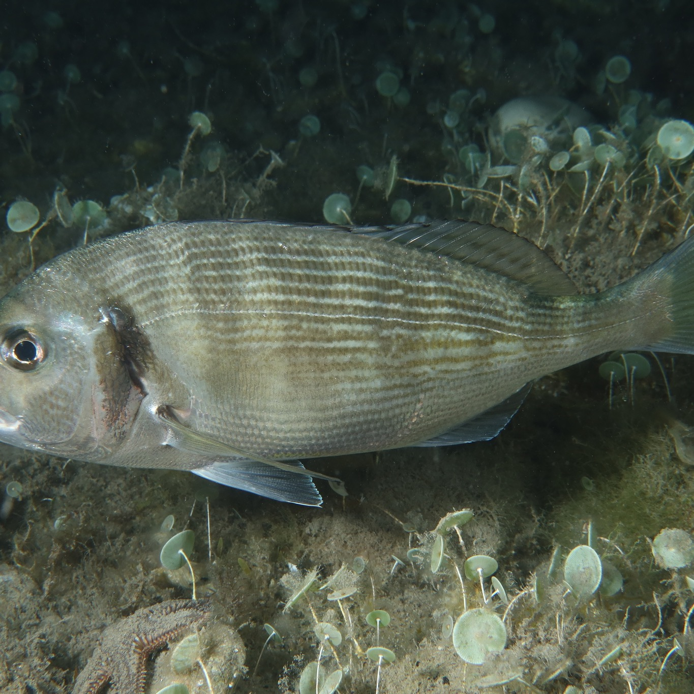 Gilthead seabream