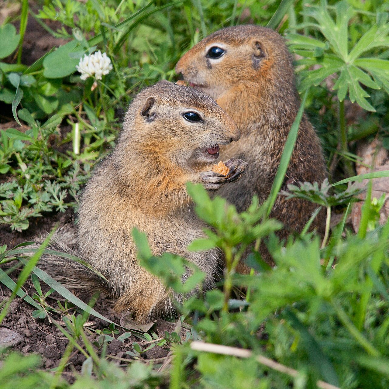 Daurian ground squirrel