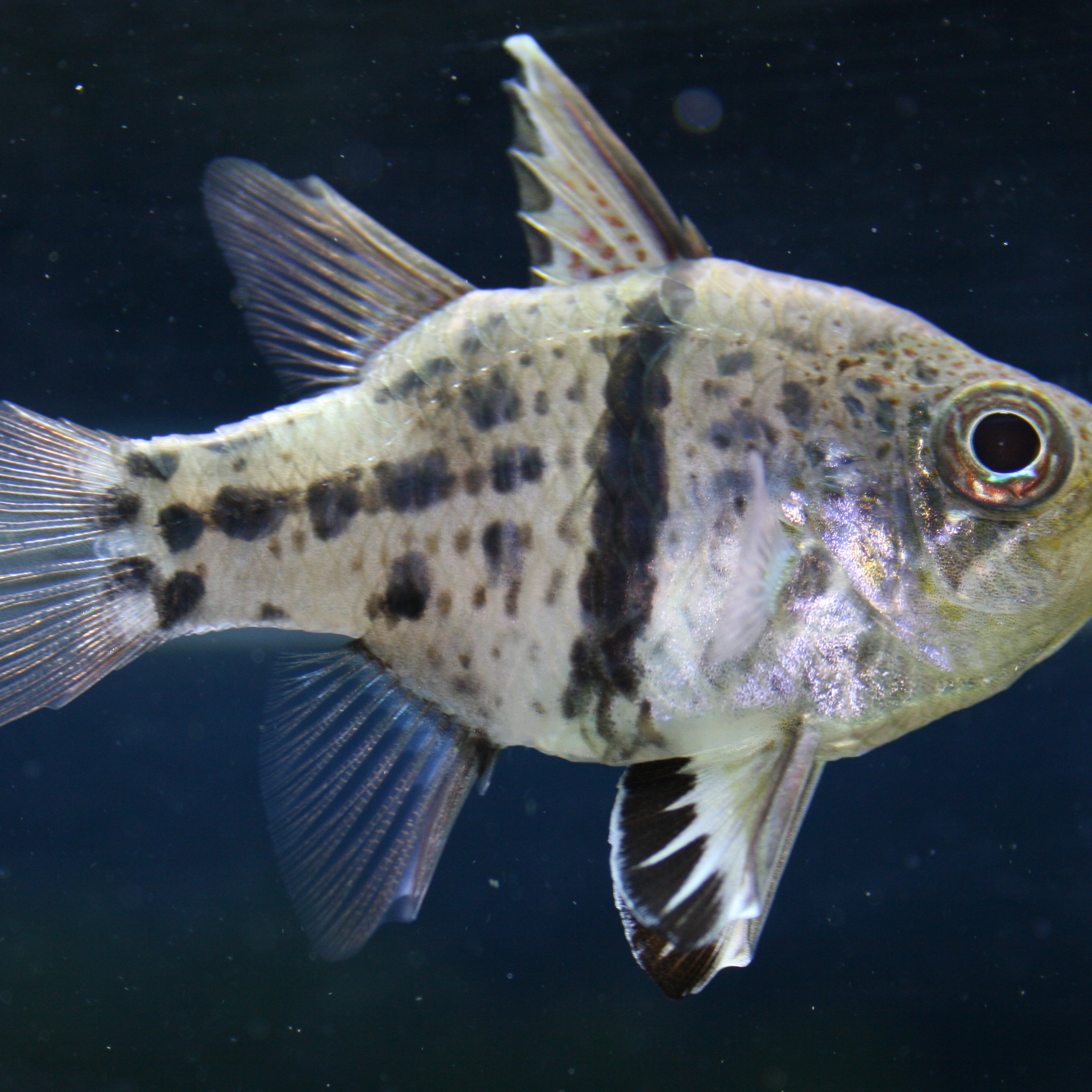 Orbiculate cardinalfish