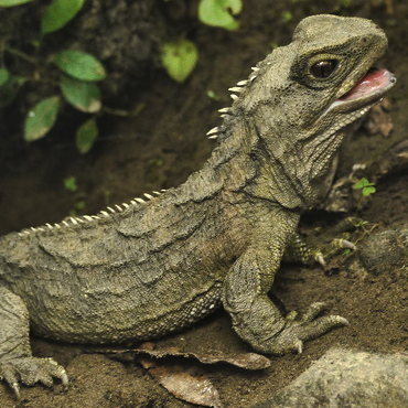 Tuatara
