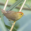 Rufous-capped babbler