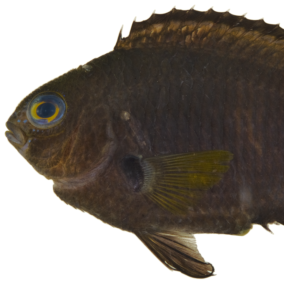 Bicolor damselfish