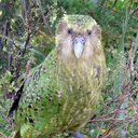 Kakapo