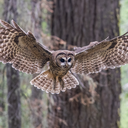 Northern spotted owl