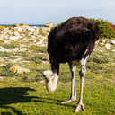 African ostrich