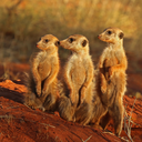 Meerkat