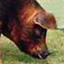 Pig - Ghungroo