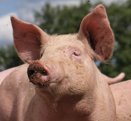 Pig - Largewhite