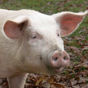 Pig - Ningxiang