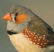 Zebra finch