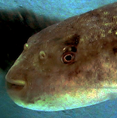 Fugu