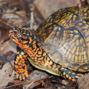 Three-toed box turtle