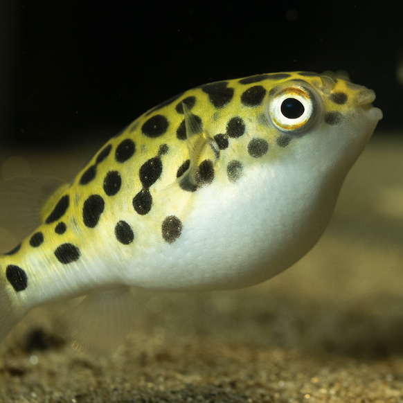 Tetraodon