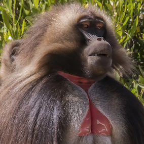 Gelada