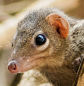 Tree Shrew