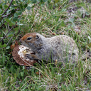 Arctic ground squirrel
