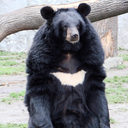Asiatic black bear