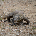 Komodo dragon