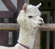Alpaca