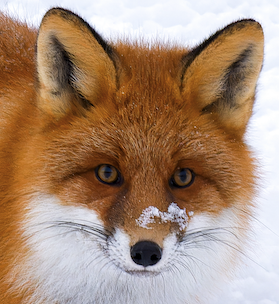 Red fox