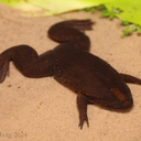 Tropical clawed frog