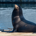 California sea lion